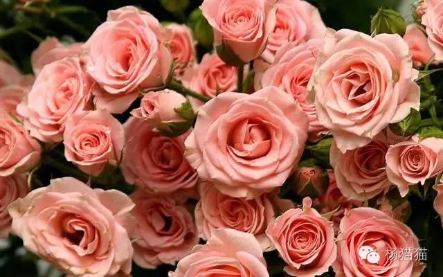 11朵粉玫瑰代表什么意思（11朵玫瑰花语的含义）