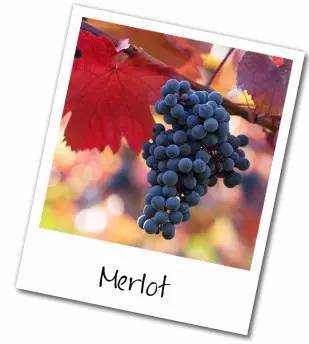 merlot是什么红酒(merlot是什么红酒多少钱一瓶2011)