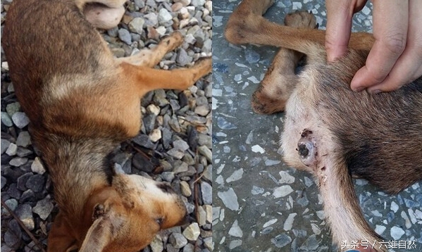 流浪狗被丢弃在枯骨堆地洞,超大蜱虫塞满耳朵,悲鸣地发出声音