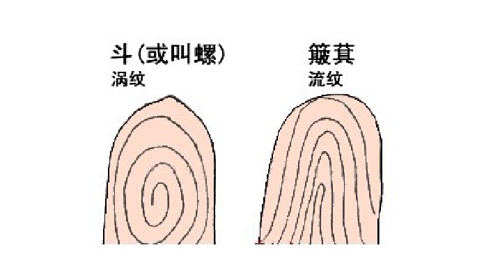 手指有几个螺纹，可以算出女性中年的命运，这些小秘密你知道吗？