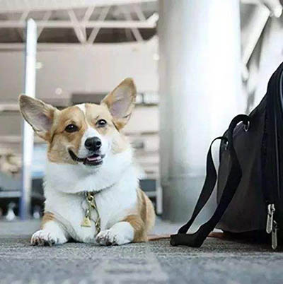 火车上可以带宠物吗，宠物过安检注意事项！