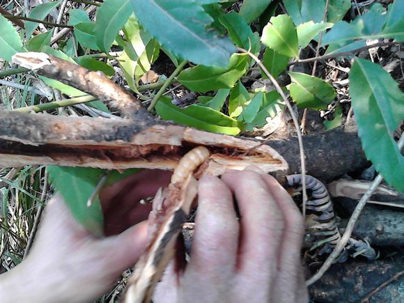 农村有种藏在木头里的虫子,被称作"木参"你吃过吗?