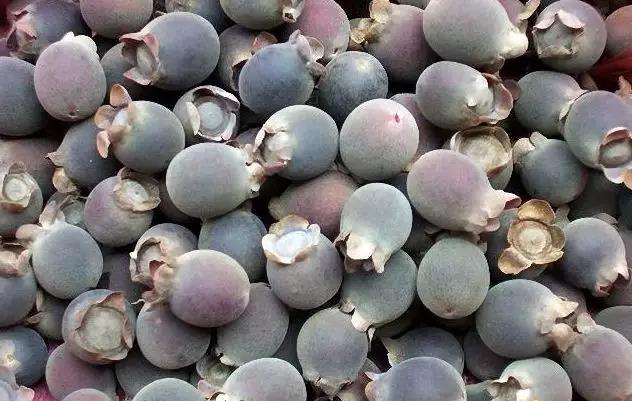 山稔树根的功效与作用-我的快乐小窝