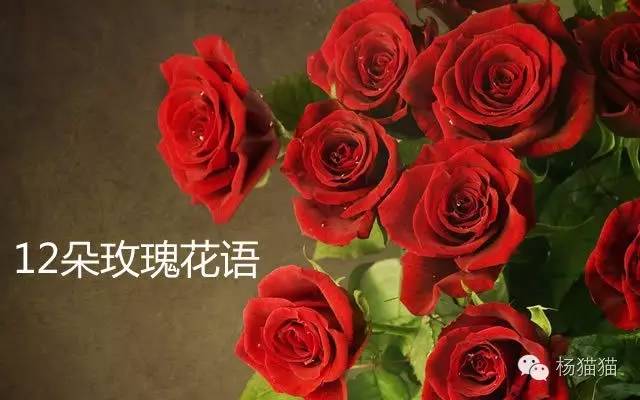 十二朵玫瑰花代表什么意思（揭秘12朵玫瑰花语的含义）