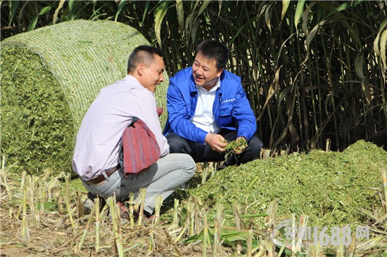 甘肅省機(jī)械科學(xué)研究院:青貯飼料收獲機(jī)行業(yè)的一匹黑馬