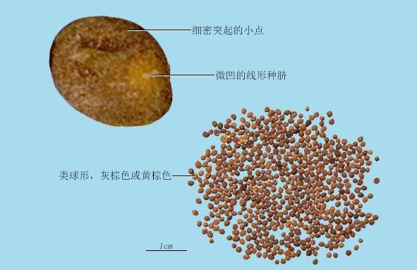 莱菔子的作用和功效（萝卜种子莱菔子专治各种消化不良）