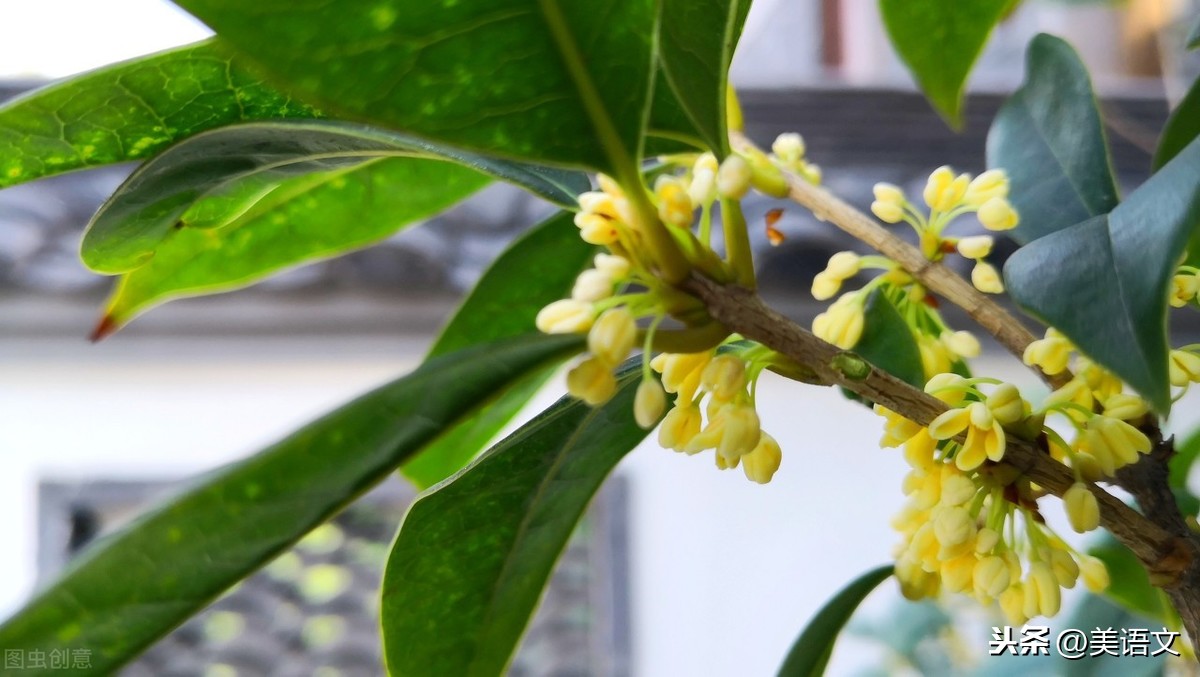 那颗桂花树