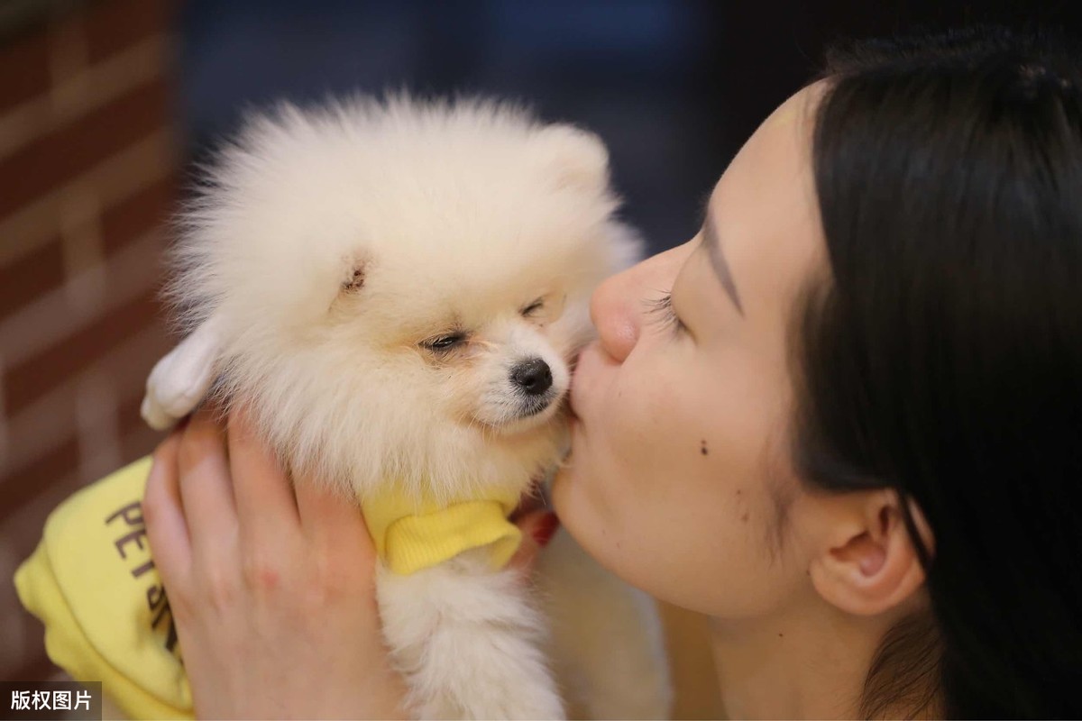 当博美犬处在这些情况下，请主人喂食它益生菌