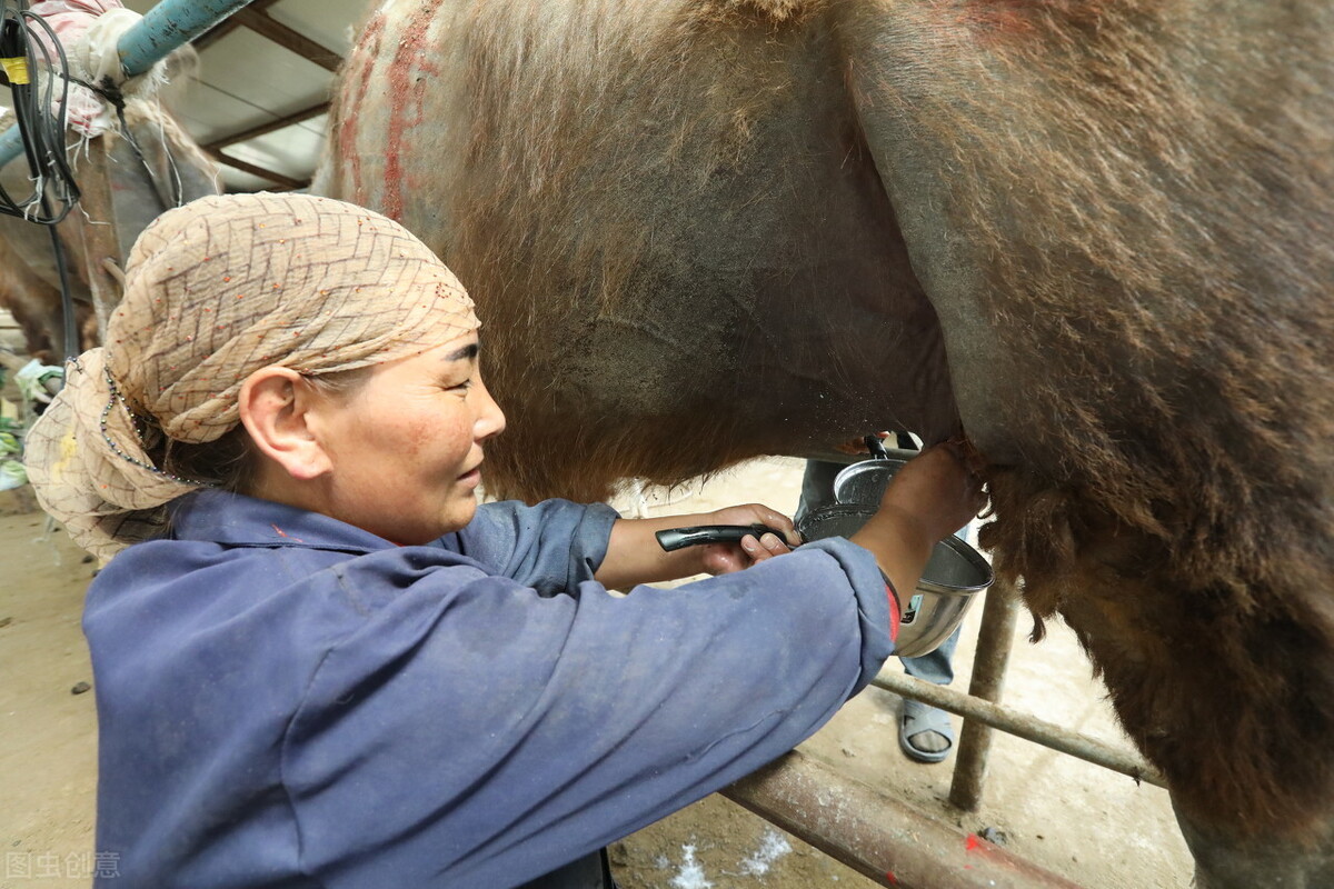 骆驼奶有什么作用与功效，骆驼奶能不能用来保健？