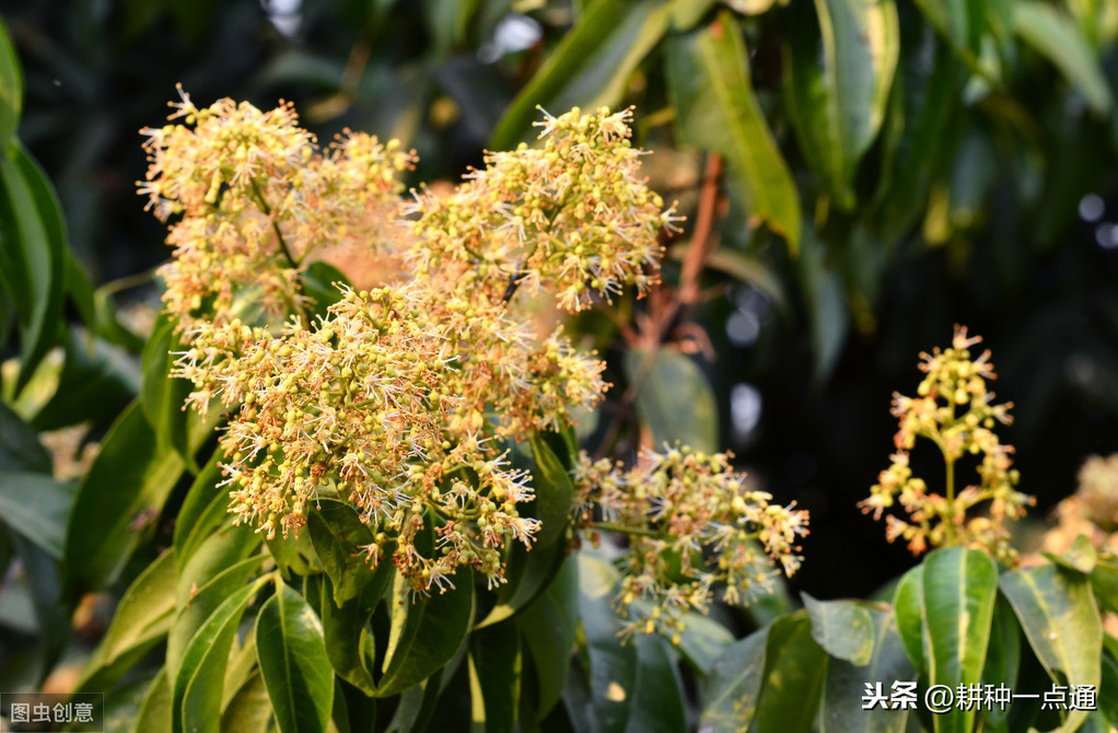 冰荔荔枝有什么特点（学会这冰荔种植技术收入翻倍）