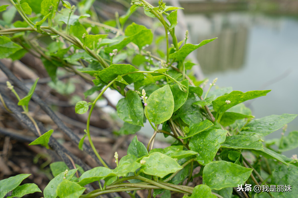 藤菜是什么植物（藤菜的成长过程和需求讲解）