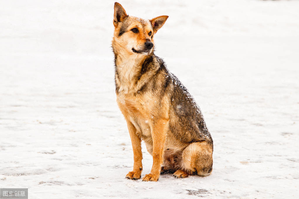 什么是犬猫的吸入性肺炎？如何诊断治疗？一文告诉你