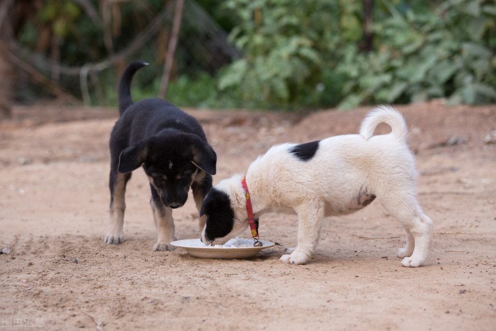 汪星人最正确的喂养方式，狗狗一天吃几顿最健康