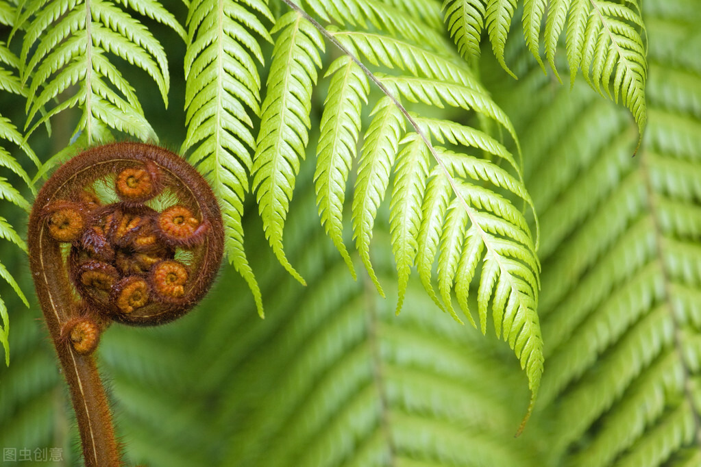 種植環境條件:大多數蕨類植物喜歡溫暖,潮溼,廕庇,空氣新鮮的環境條件