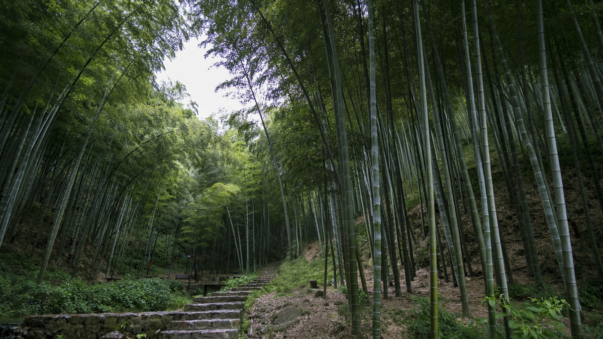 蒋捷一生爱竹，以竹入词，他词中的竹意象表达了词人怎样的感情？