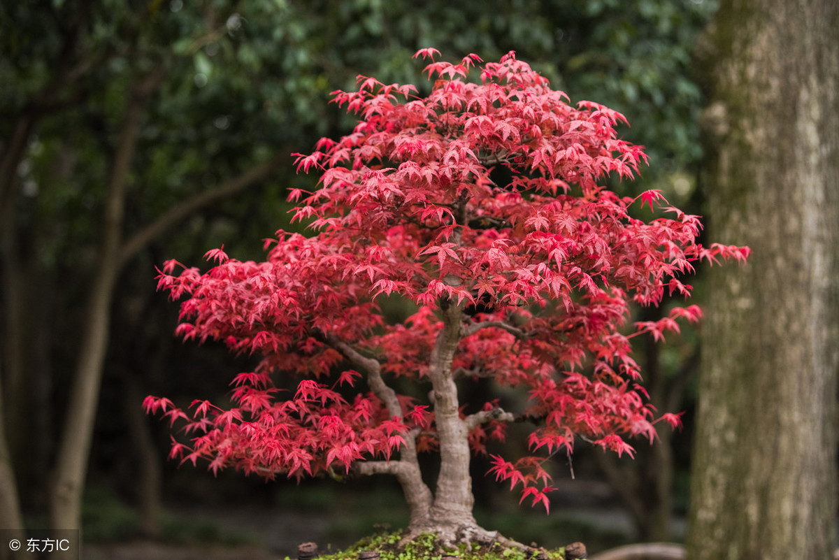 价格昂贵的红枫树，扦插技术让它一盆变多盆