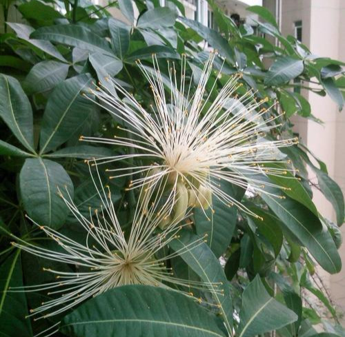 金钱树开花风水(金钱树开花风水好不好)