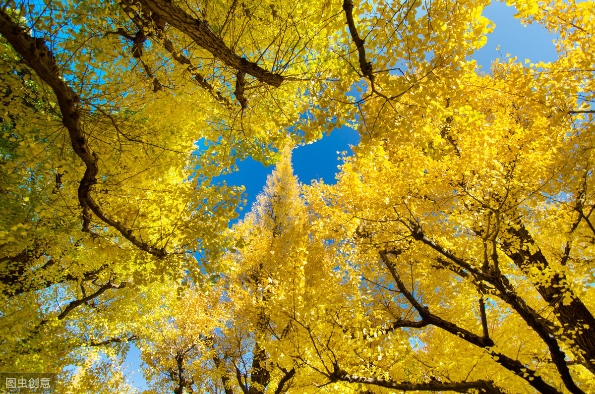 院子里种上一株“黄金树”，招财纳福，秋天美成一幅画