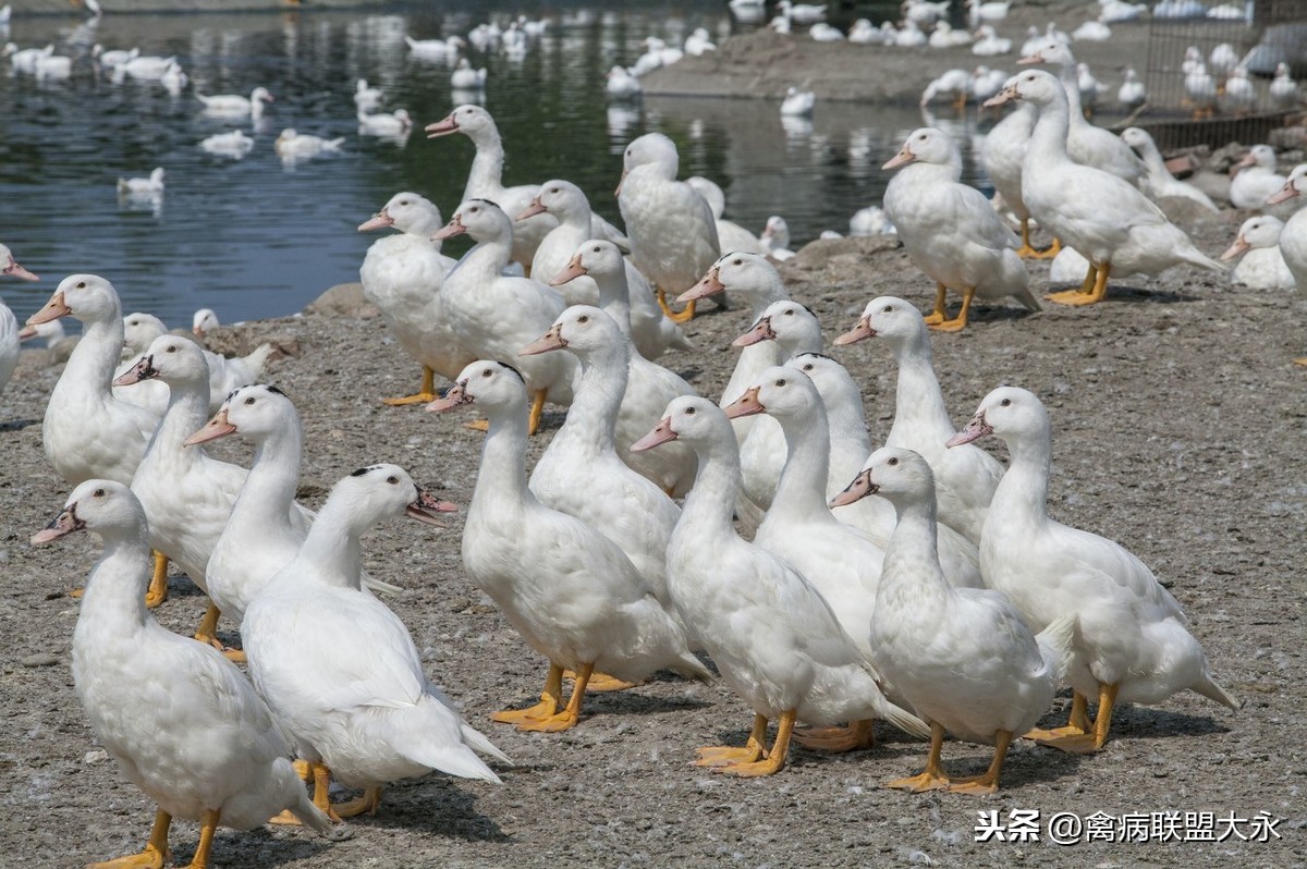 养鸭赚钱吗,养鸡养鸭赚钱吗