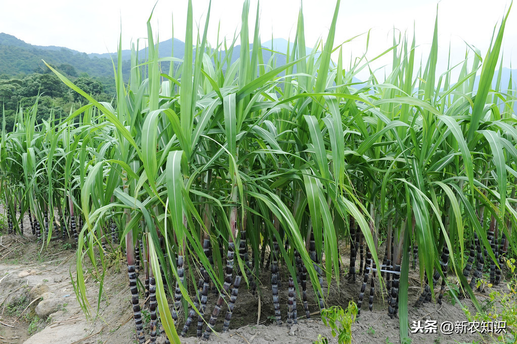 造福來賓蔗農,甘蔗種植技術與田間管理方式,不妨一看