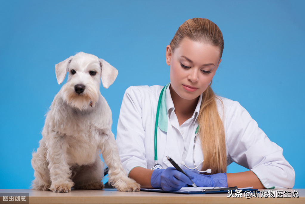 你知道狗狗产检的流程吗？宠物医生帮你制定了这样一套方案