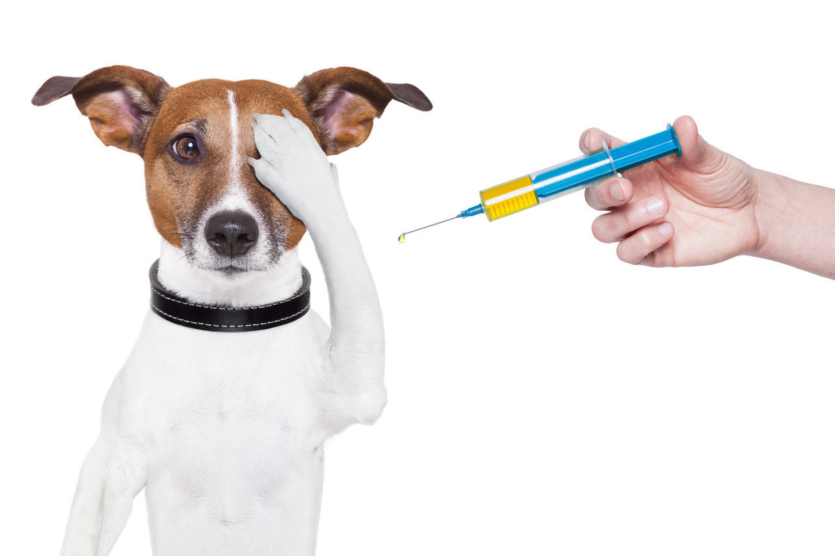 辟谣：给狗狗打疫苗选择四联就是需要打4针？四联只是疫苗的名字