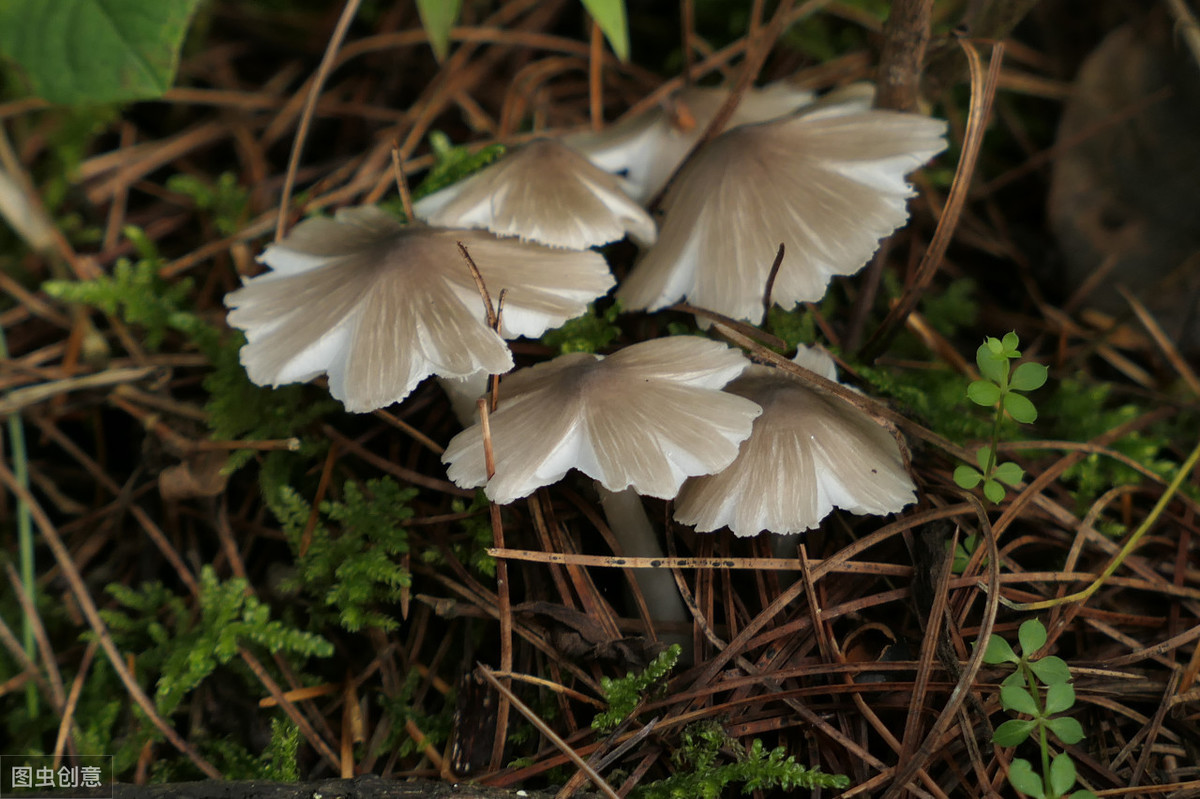 松口蘑和雞樅菌種植技術,這樣做比較好,你知道嗎