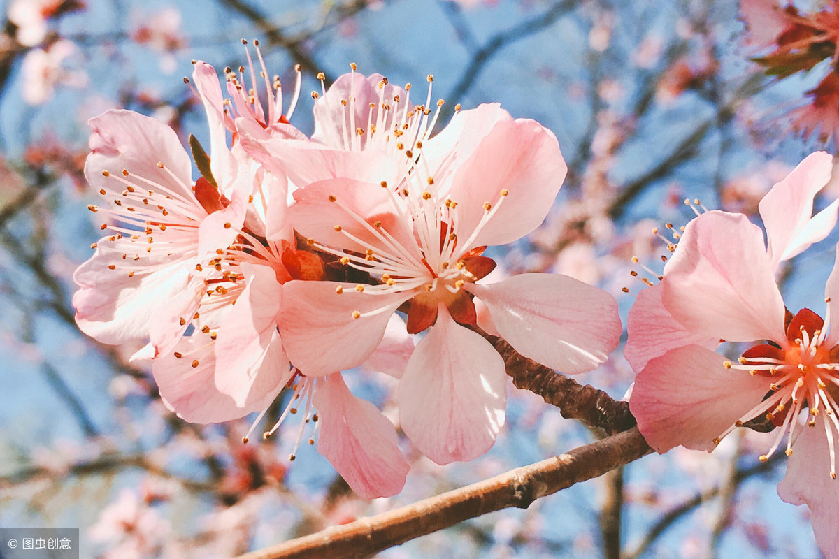 在zui美的60句古诗词里，赏尽春花之美！