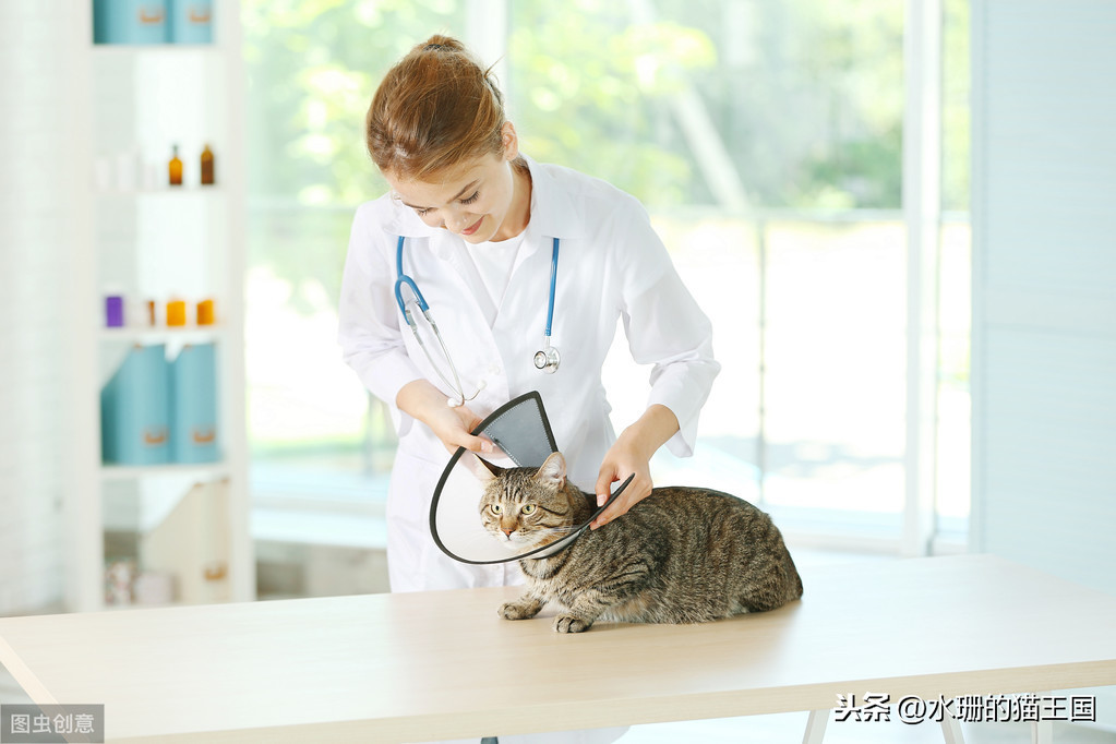 1-9岁的家猫中有21%的猫心脏有杂音？猫咪得了心脏病吗？怎么治？