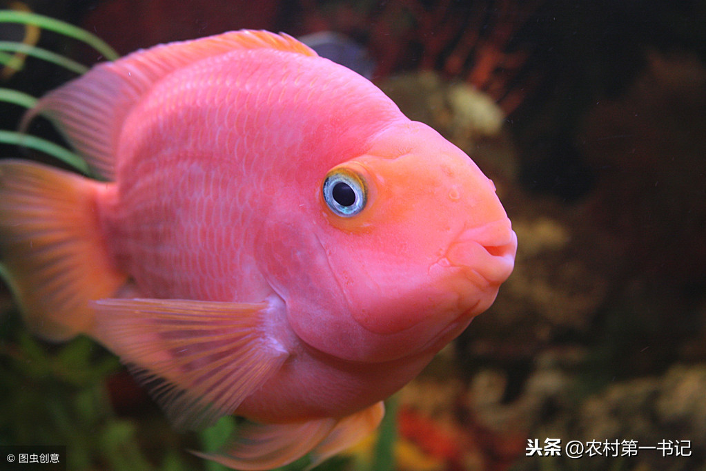 紅元寶鸚鵡魚,紅元寶鸚鵡魚為什么變白?