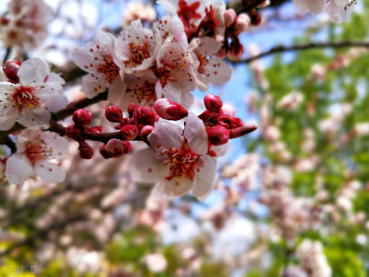 五首杜甫写春天的小诗，清新唯美，妙手天成，流传了千年