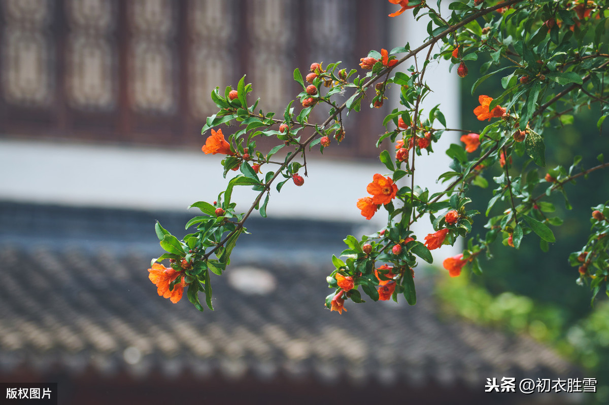 初夏美句：石榴开遍透帘明，夏浅胜春最可人