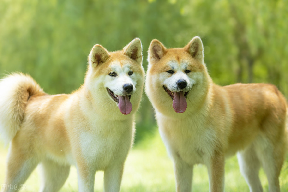 了解 日本国犬 秋田犬 想不想养一只 天天看点