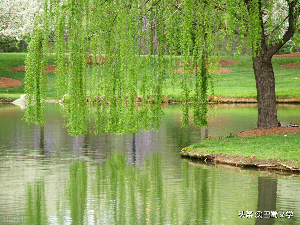 有柳树有小河的风景画图片