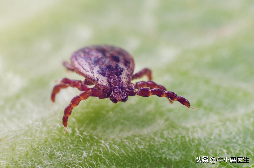 蜱虫预防(“滚蛋吧蜱虫君！”生活中做好防范可免遭毒口，教你如何预防)