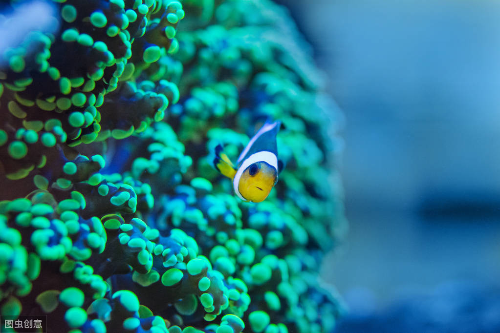 色彩夺目的珊瑚让人心往，有4种不难养，照着做你也可以养好