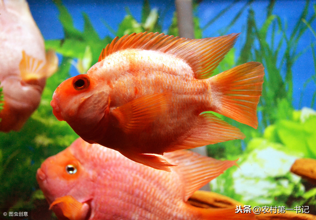 紅元寶鸚鵡魚,紅元寶鸚鵡魚為什么變白?