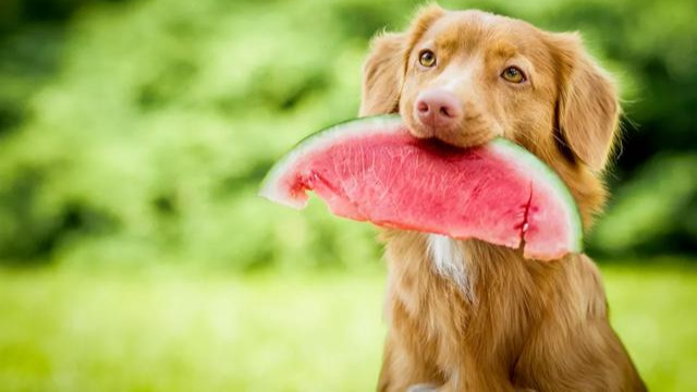 狗能吃桃子吗（对狗有益的9种水果附狗不能吃的6种水果）