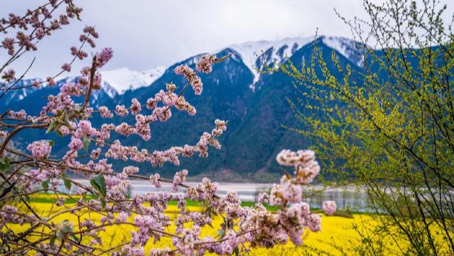 桃花一开，林芝就成了仙境