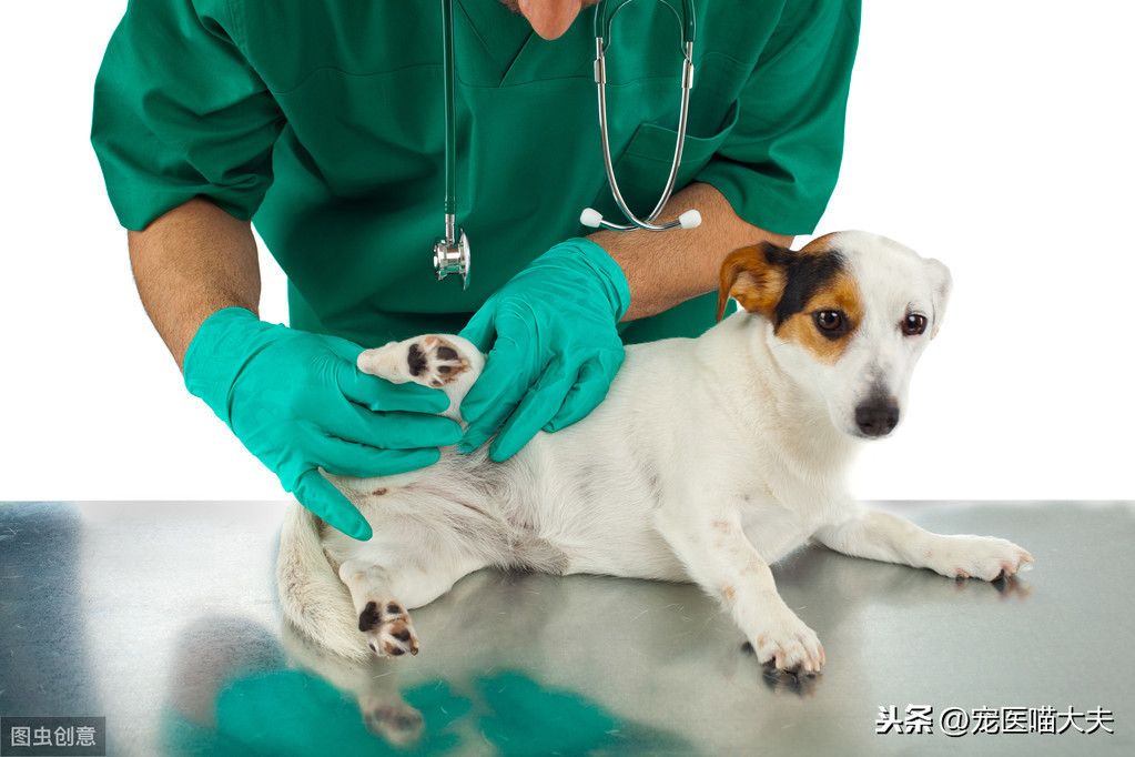 宠物健康：关于狗狗风湿病，你需要了解这些！
