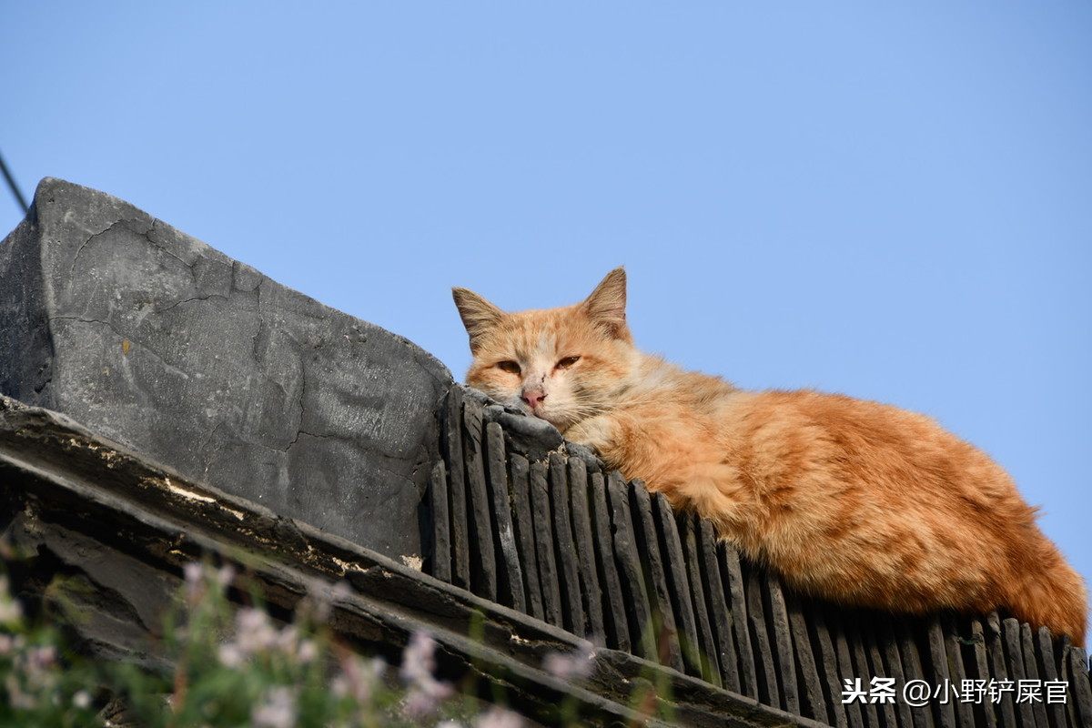 裹盐迎得小狸奴，尽护山房万卷书。论和猫咪有关的风雅之事