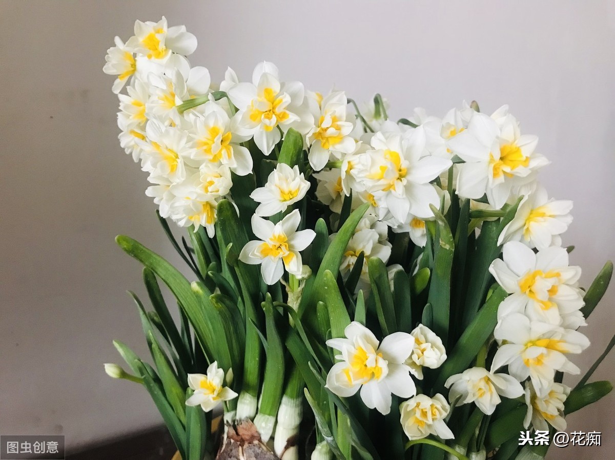 水仙花的简介与特点(水仙花的真正花语是什么)