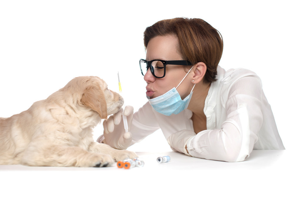 宠物医生给狗狗打针的时候为什么会和它说话呢？是因为无聊吗