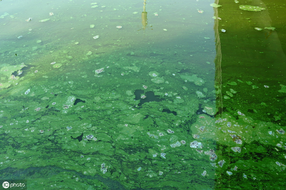 简析蓝藻暴发成因和处理方法：让人见之心烦又避之不了且挥之不去