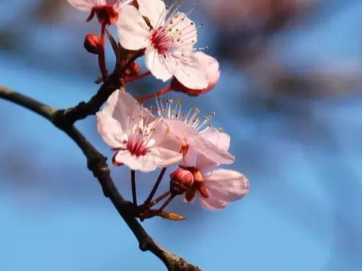 美文：春之桃花