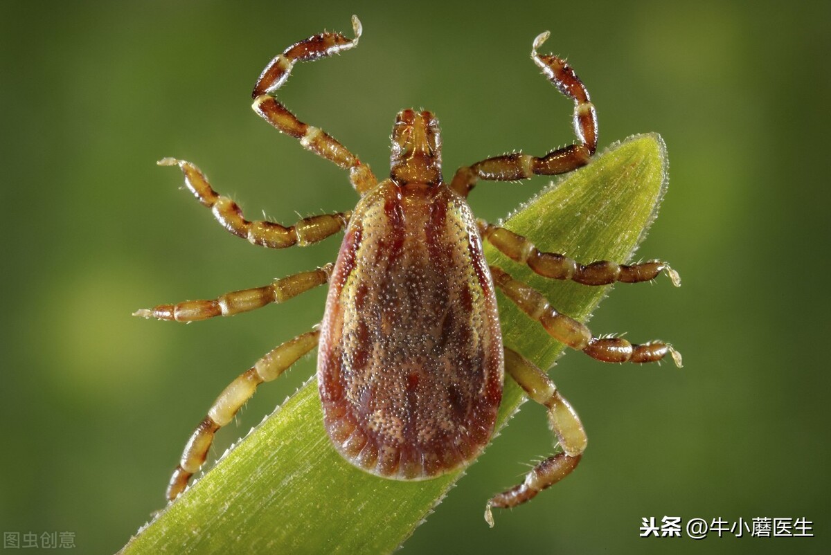 蜱虫预防(滚蛋吧蜱虫君!生活中做好防范可免遭毒口,教你如何预防)