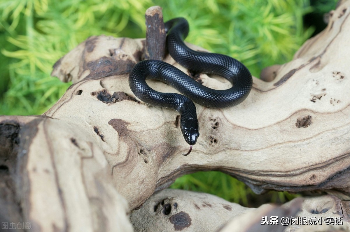 小型宠物蛇品种分享（四种适合新手饲养的宠物蛇）