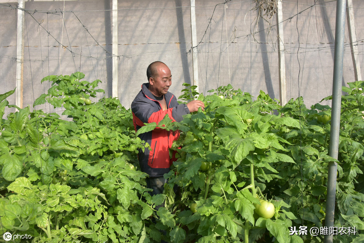 这个药更厉害，10秒杀菌，能杀灭600多种真菌、细菌、病毒等病害