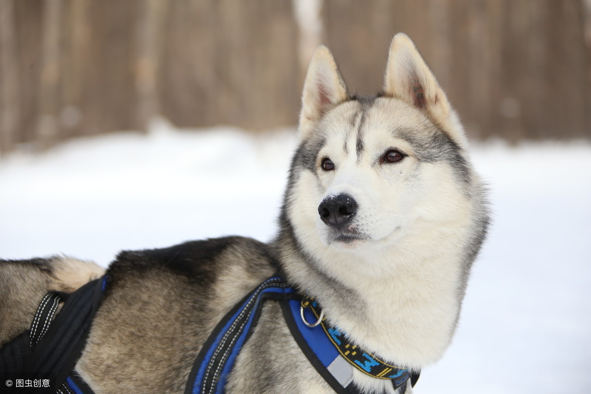 原来哈士奇可以这么帅？雪地竞赛中的它们，不是军犬胜似军犬！