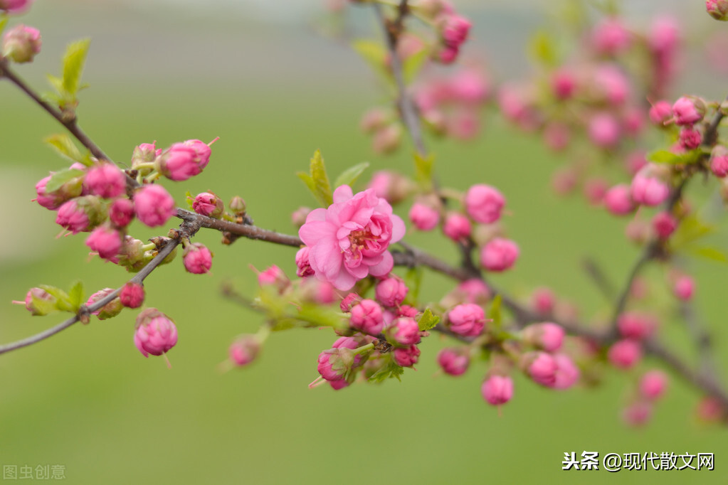 优美文章：花开花落